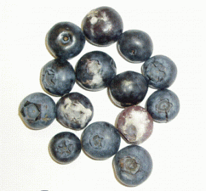 Untreated Blueberries